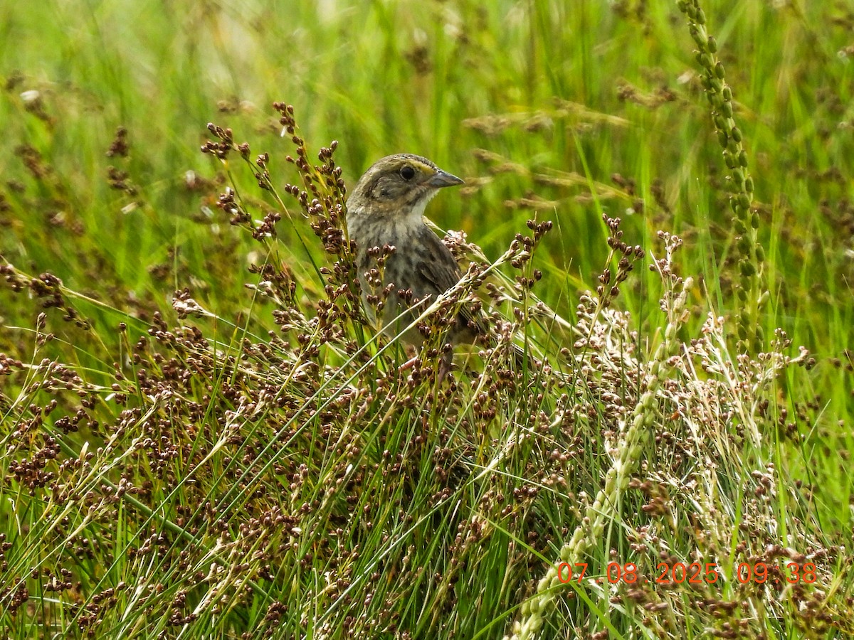 Nelson's Sparrow - ML638756023
