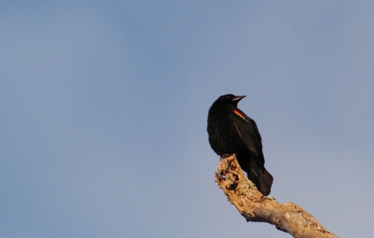 Red-winged Blackbird - ML638756024