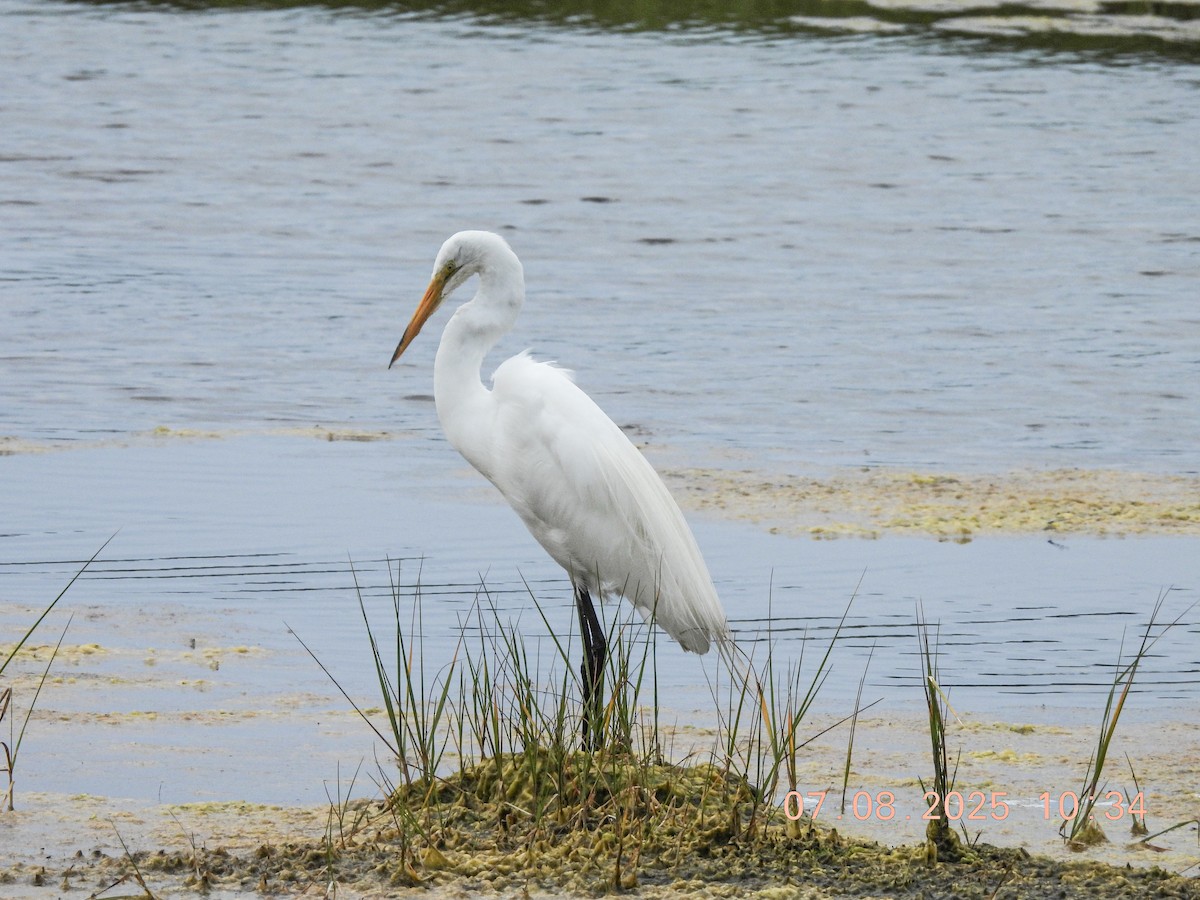 Great Egret - ML638756028