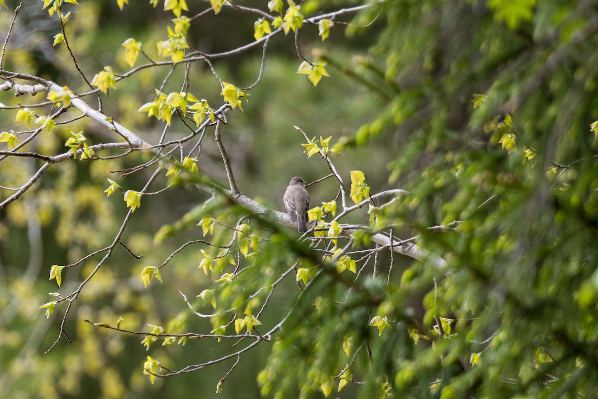 Spotted Flycatcher - ML638756030