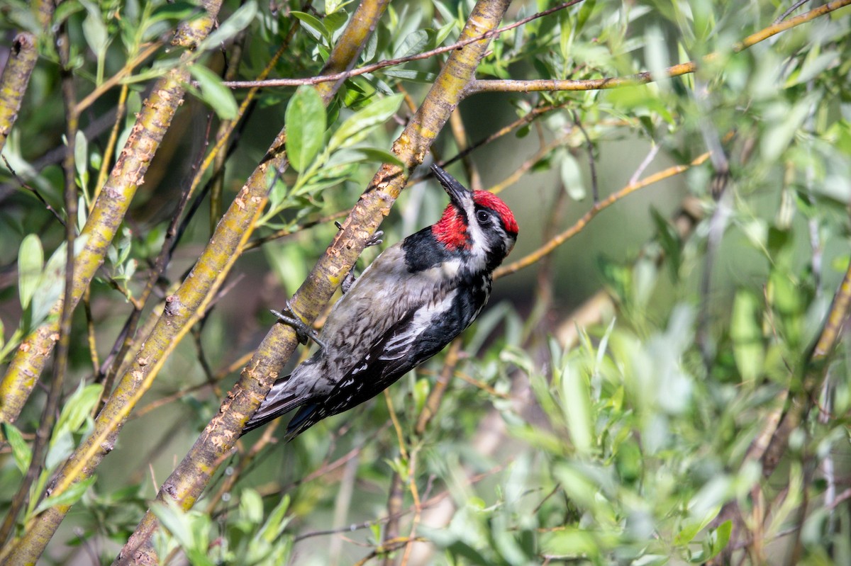 Red-naped Sapsucker - ML638756035