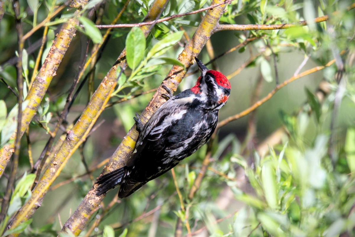 Red-naped Sapsucker - ML638756036