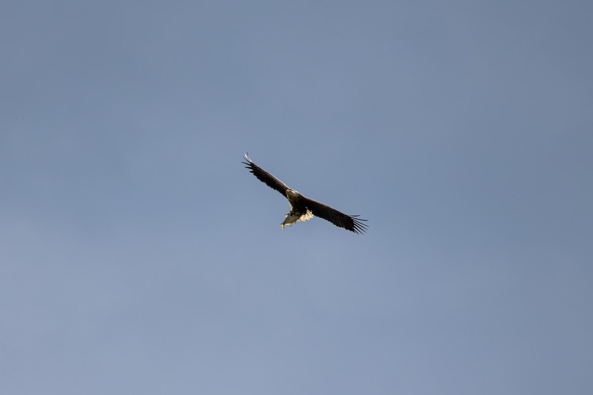 White-tailed Eagle - ML638756037