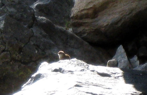 Canyon Wren - ML638756038