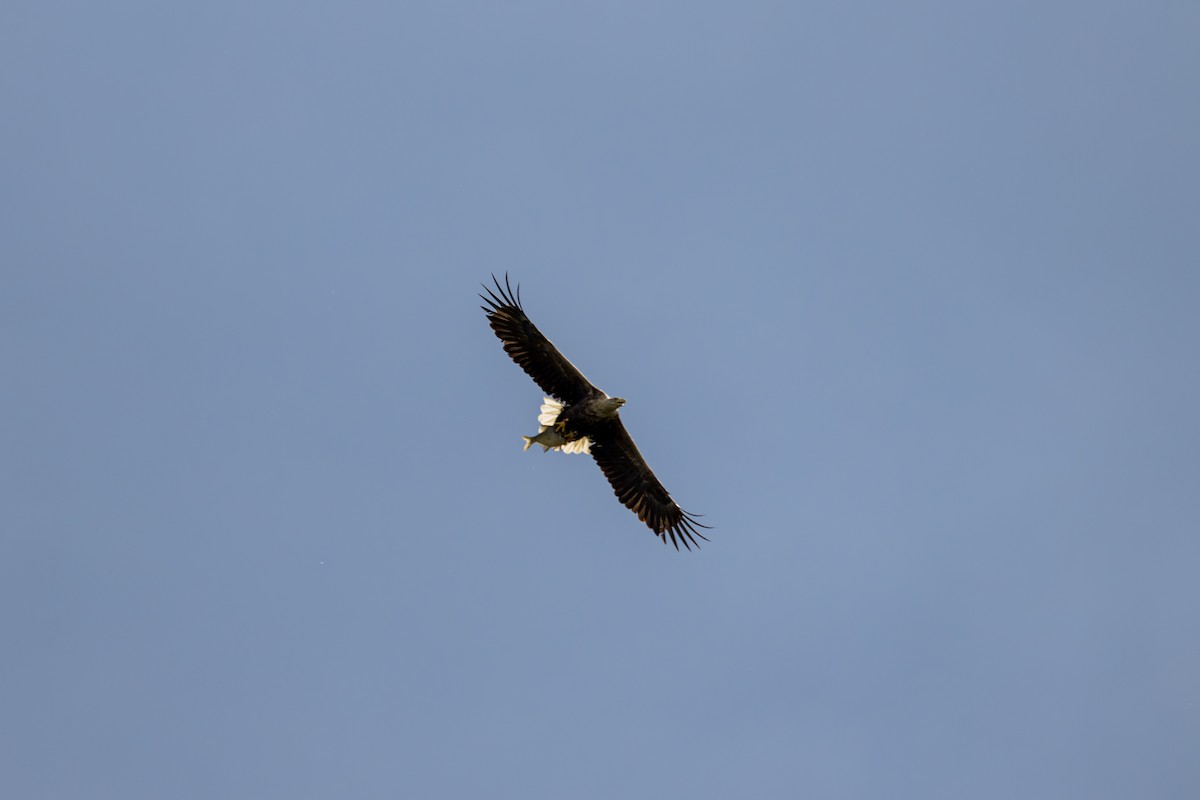 White-tailed Eagle - ML638756045