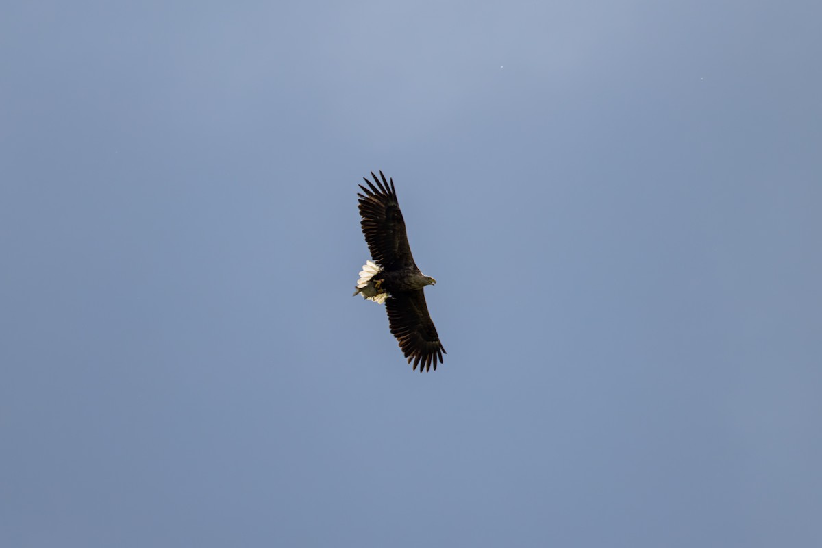 White-tailed Eagle - ML638756050