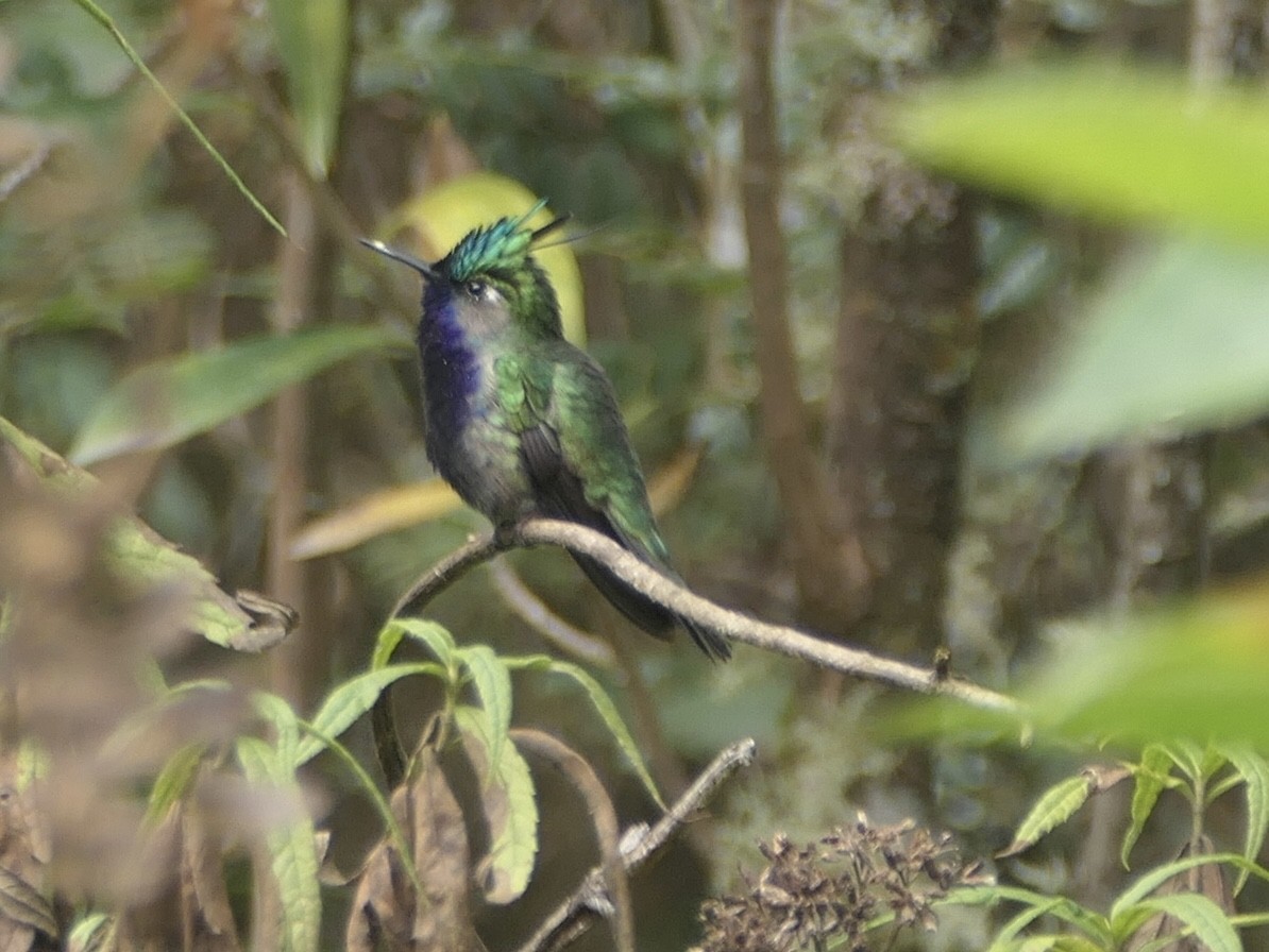 Green-crowned Plovercrest - ML638756051