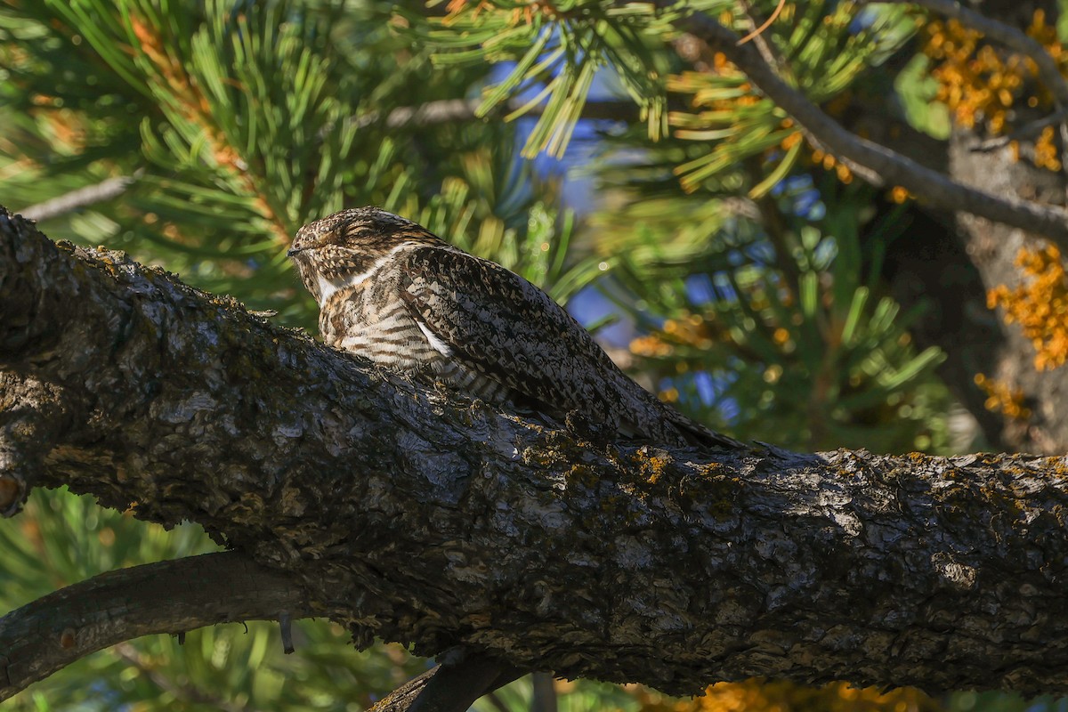 Common Nighthawk - ML638756052