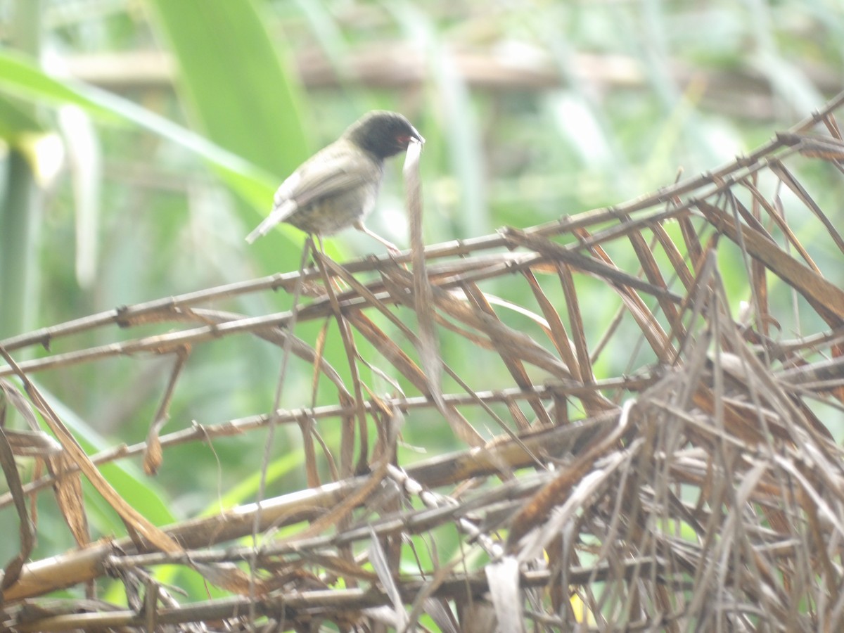 Black-faced Grassquit - ML638756055