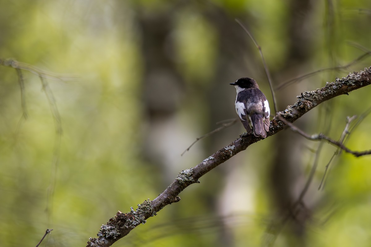 European Pied Flycatcher - ML638756060