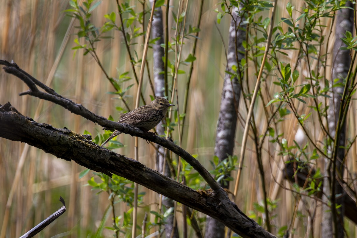 Meadow Pipit - ML638756061