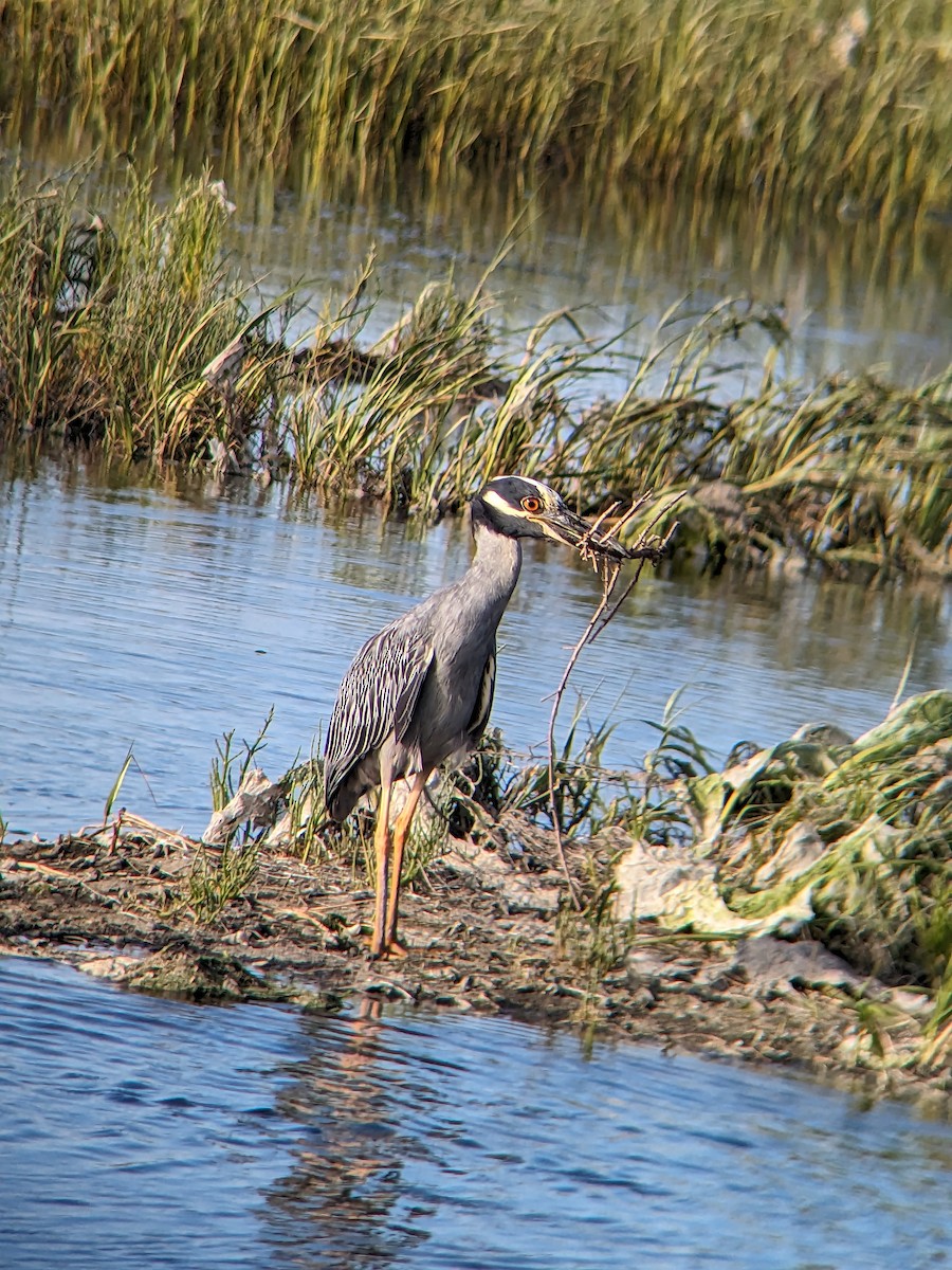 Krabbenreiher - ML638756076