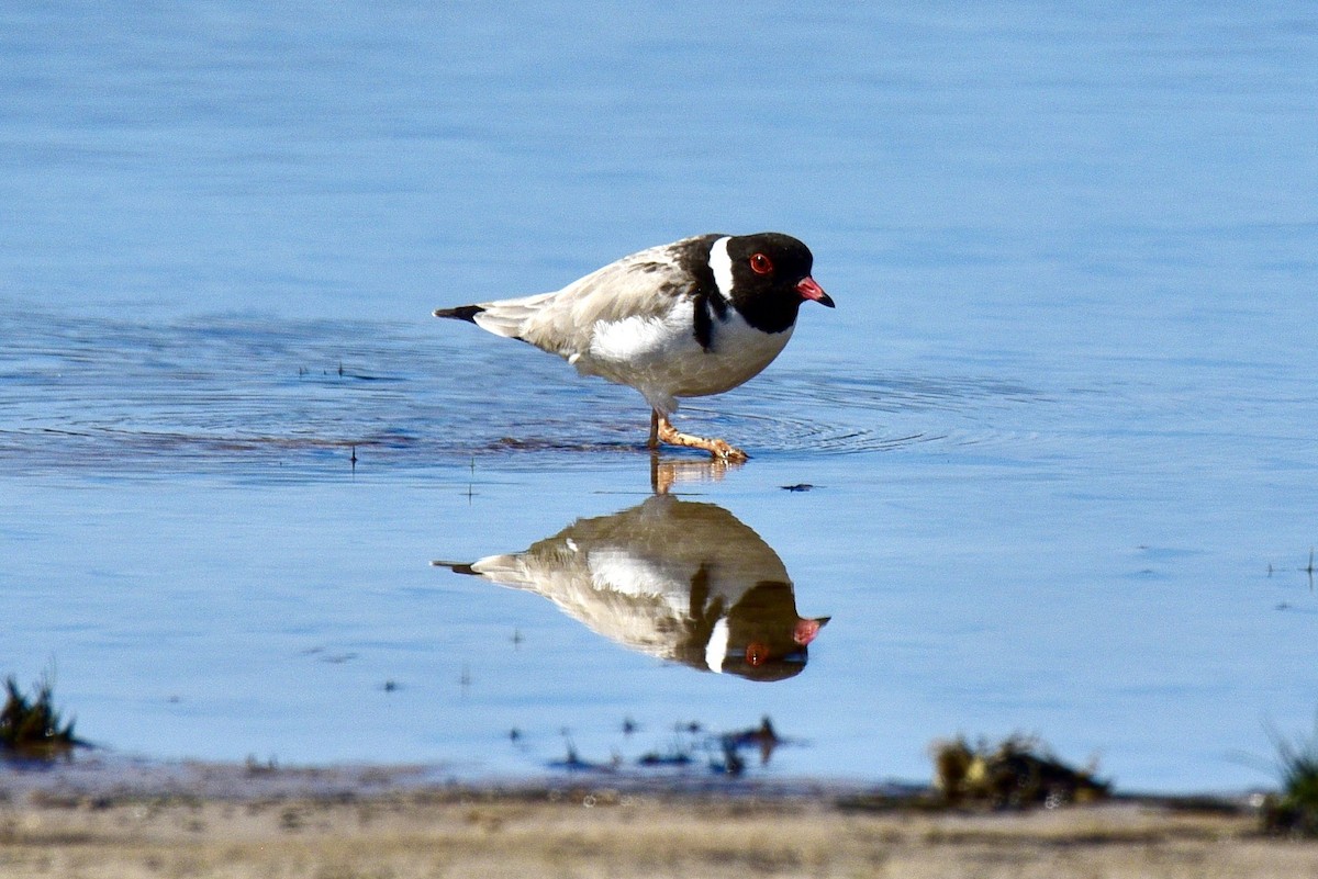 Hooded Plover - ML638756087
