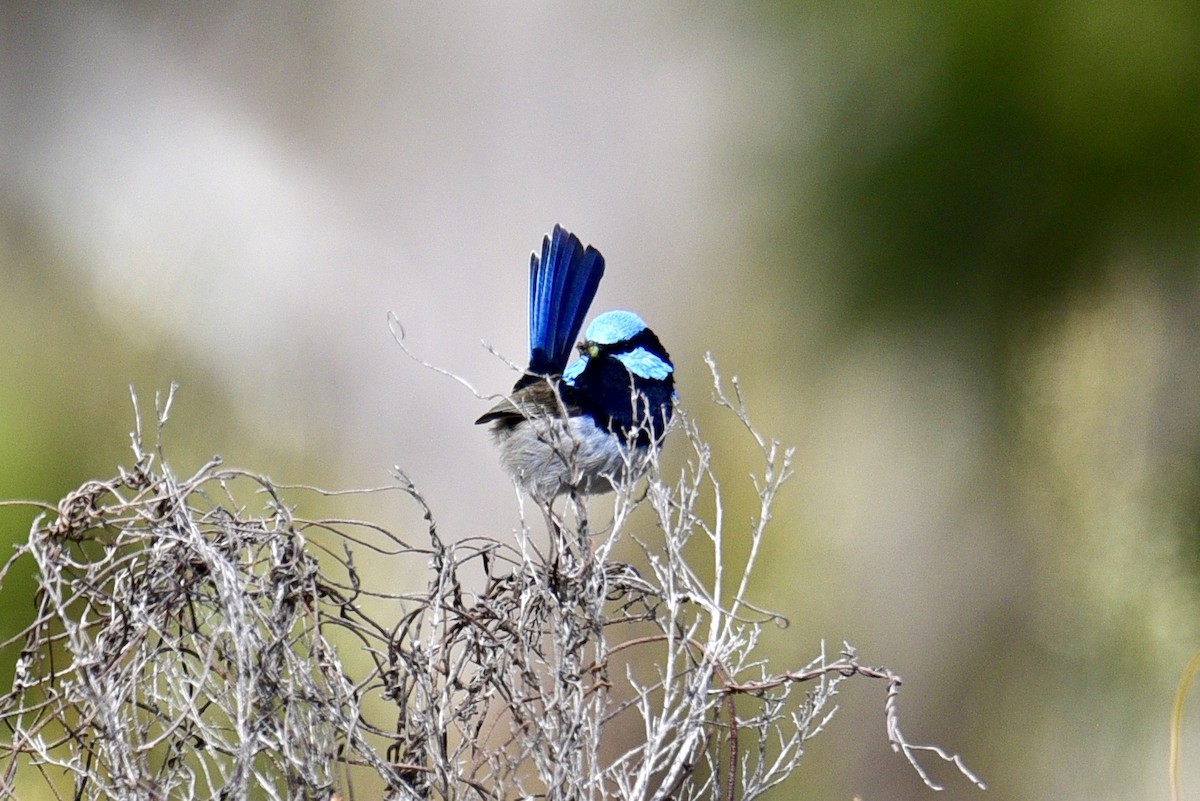 Superb Fairywren - ML638756108