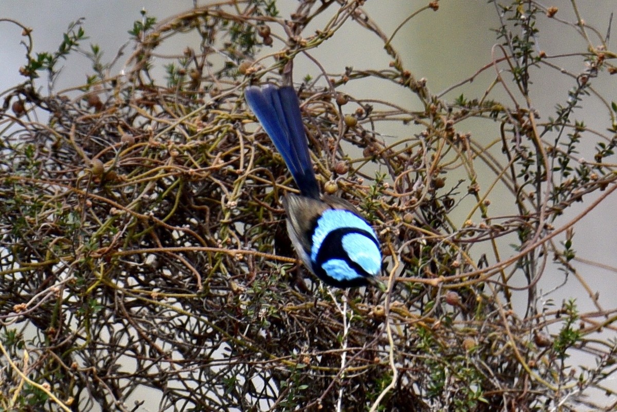Superb Fairywren - ML638756109