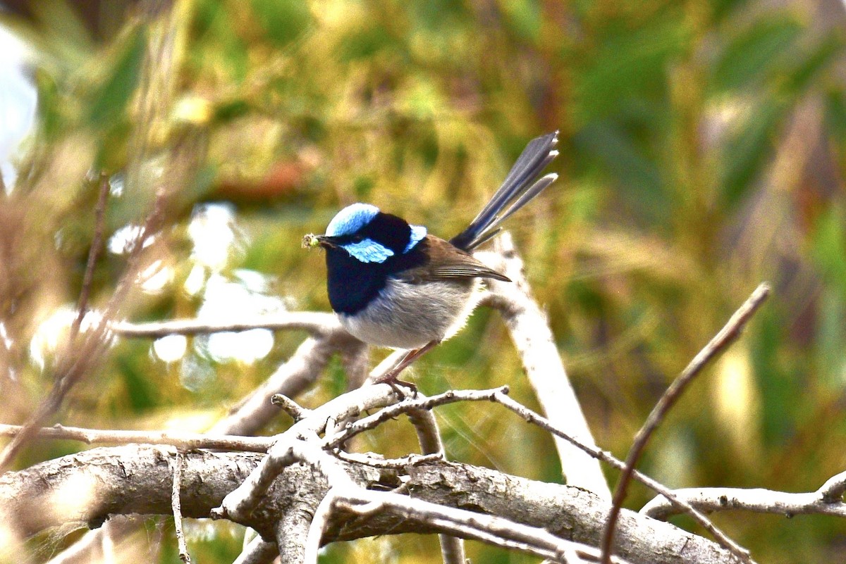 Superb Fairywren - ML638756110