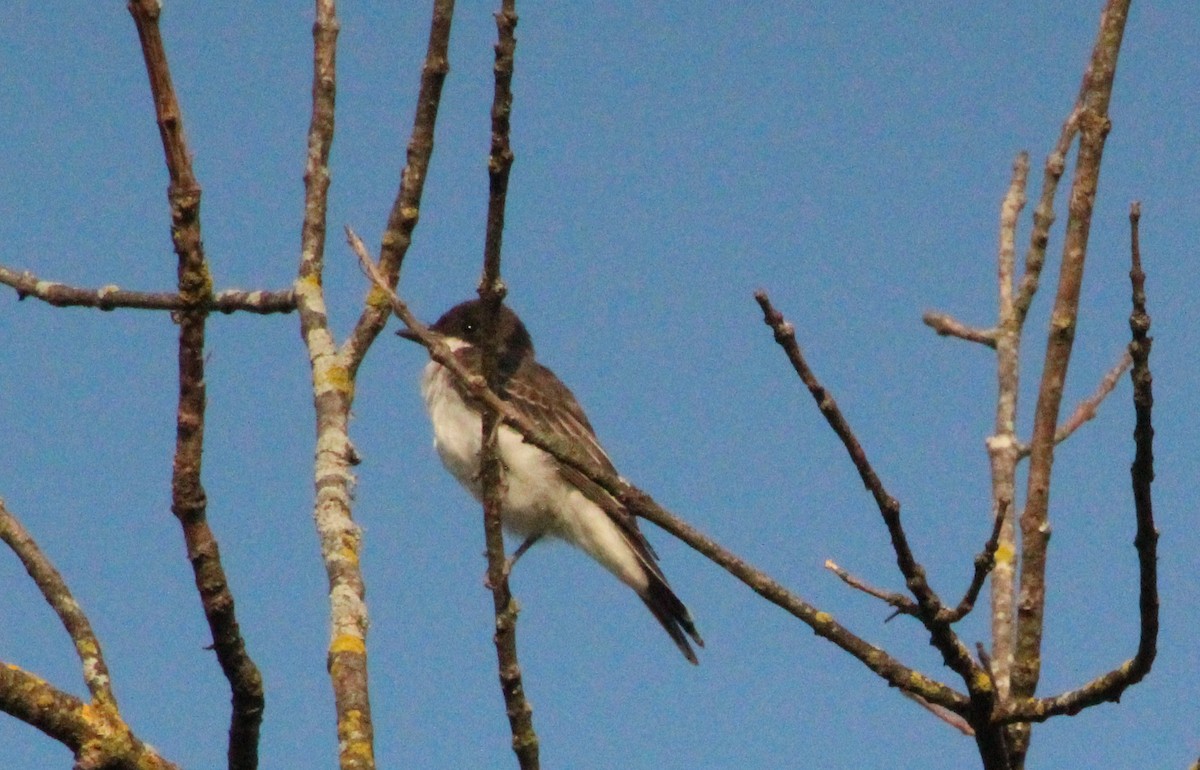 Schieferrücken-Königstyrann - ML638756117