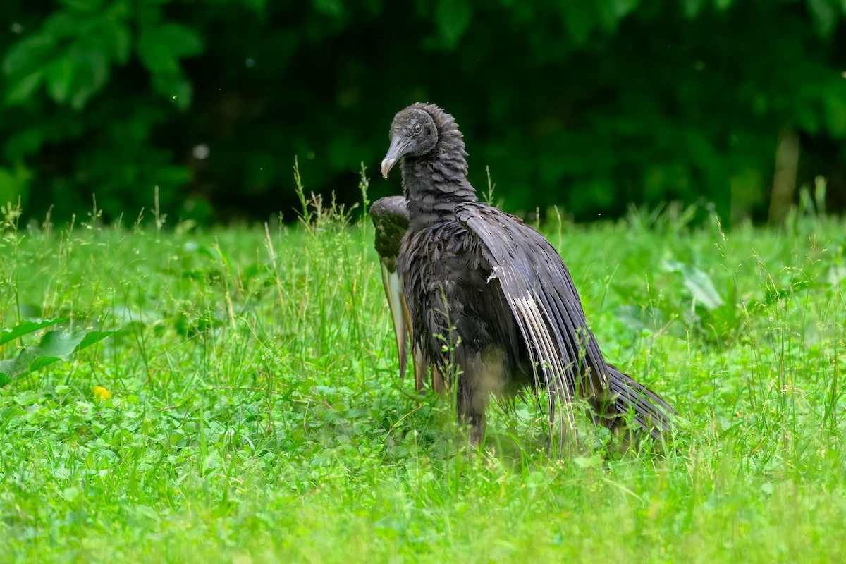 Black Vulture - ML638756156
