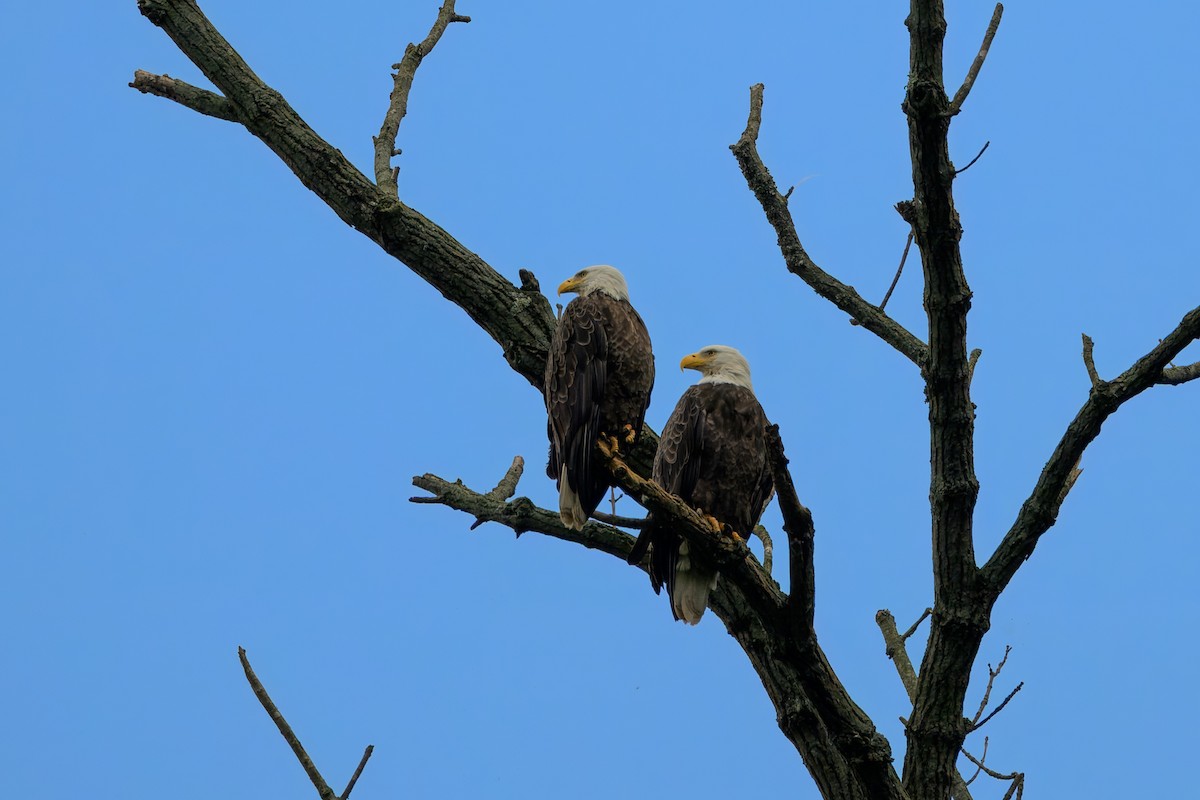 Bald Eagle - ML638756168