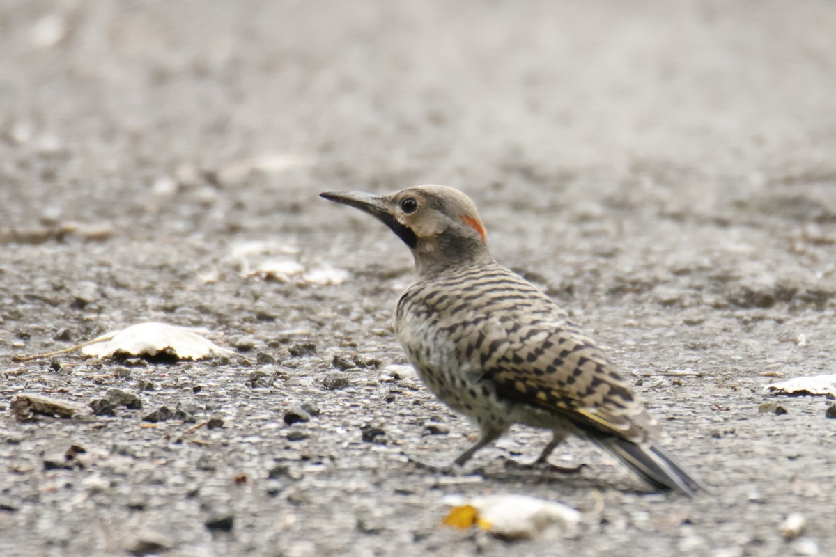 Northern Flicker - ML638756169
