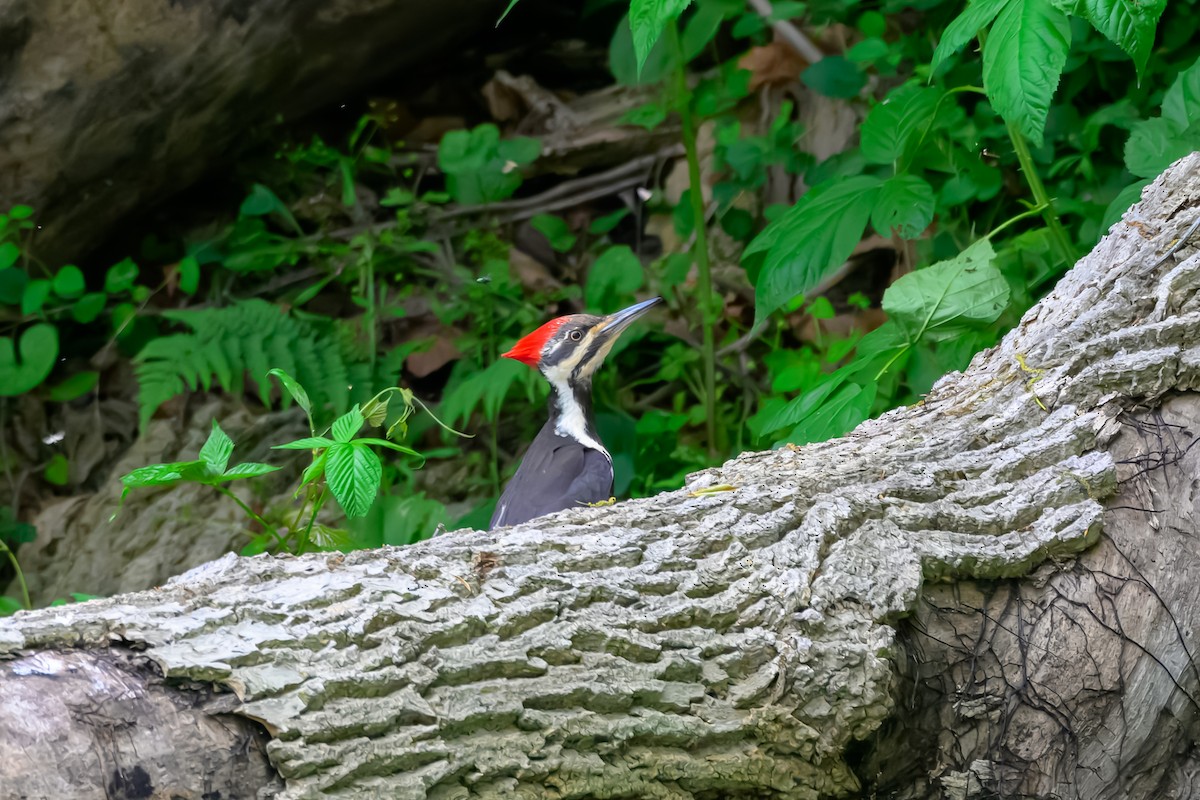 Pileated Woodpecker - ML638756184