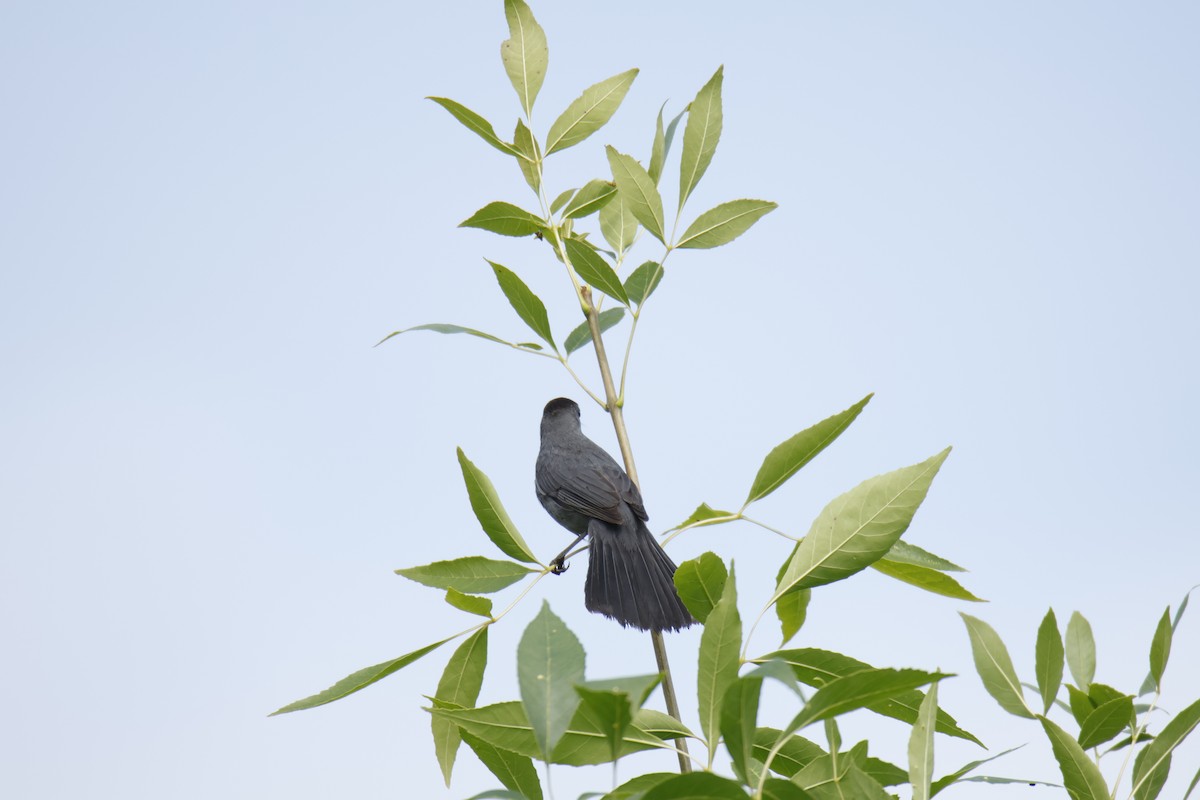 Katzenspottdrossel - ML638756206