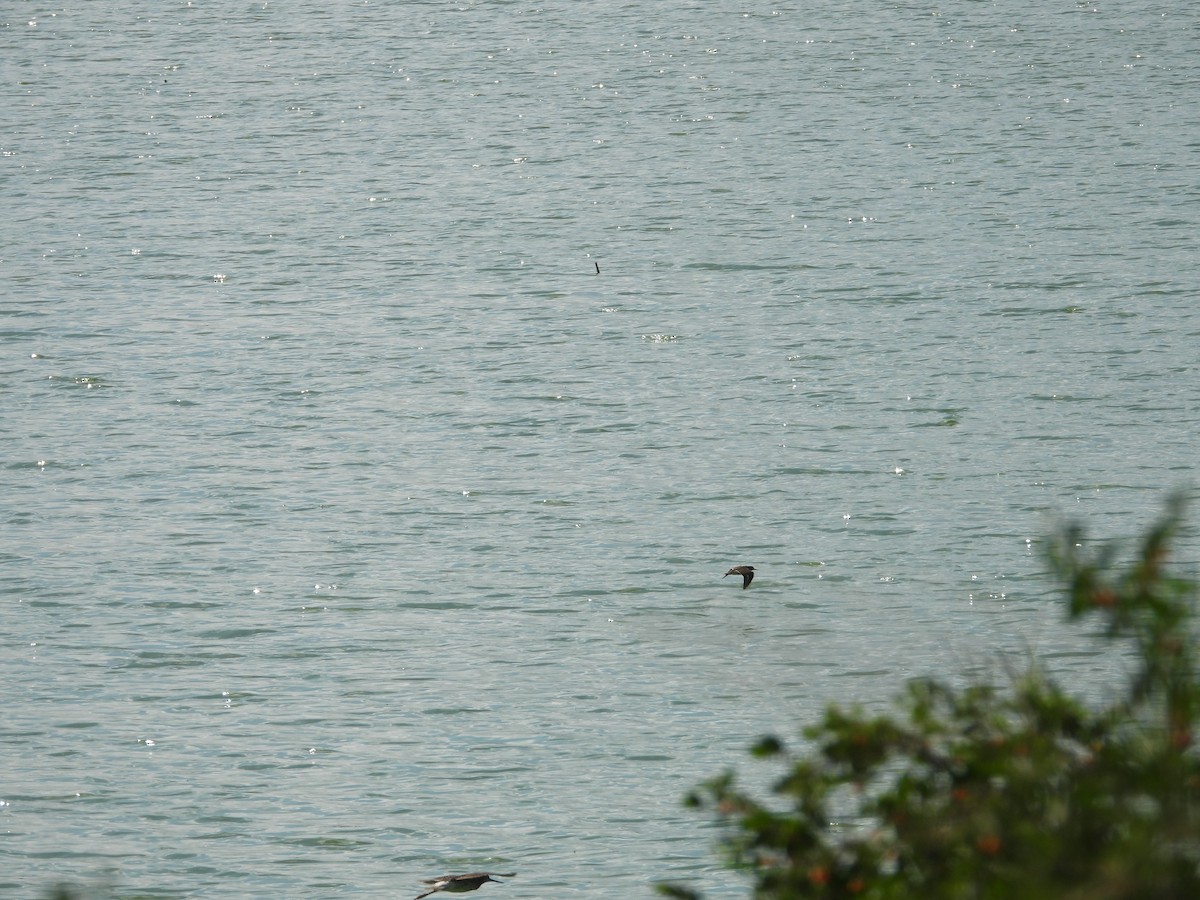 Drosseluferläufer - ML638756219