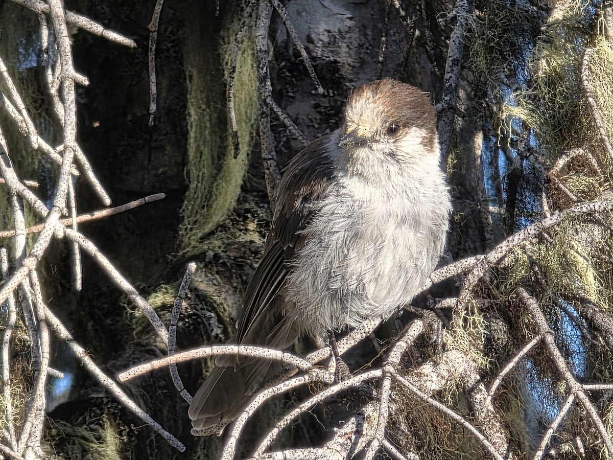 Meisenhäher (obscurus/griseus) - ML638756223