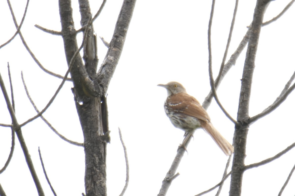 Brown Thrasher - ML638756251