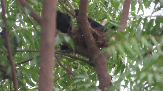 Black Drongo - ML638756278