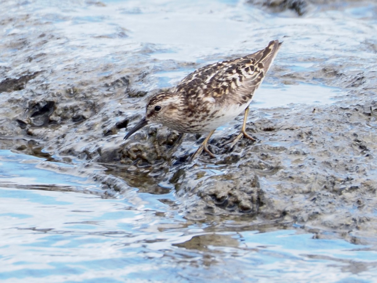 Least Sandpiper - ML638756286