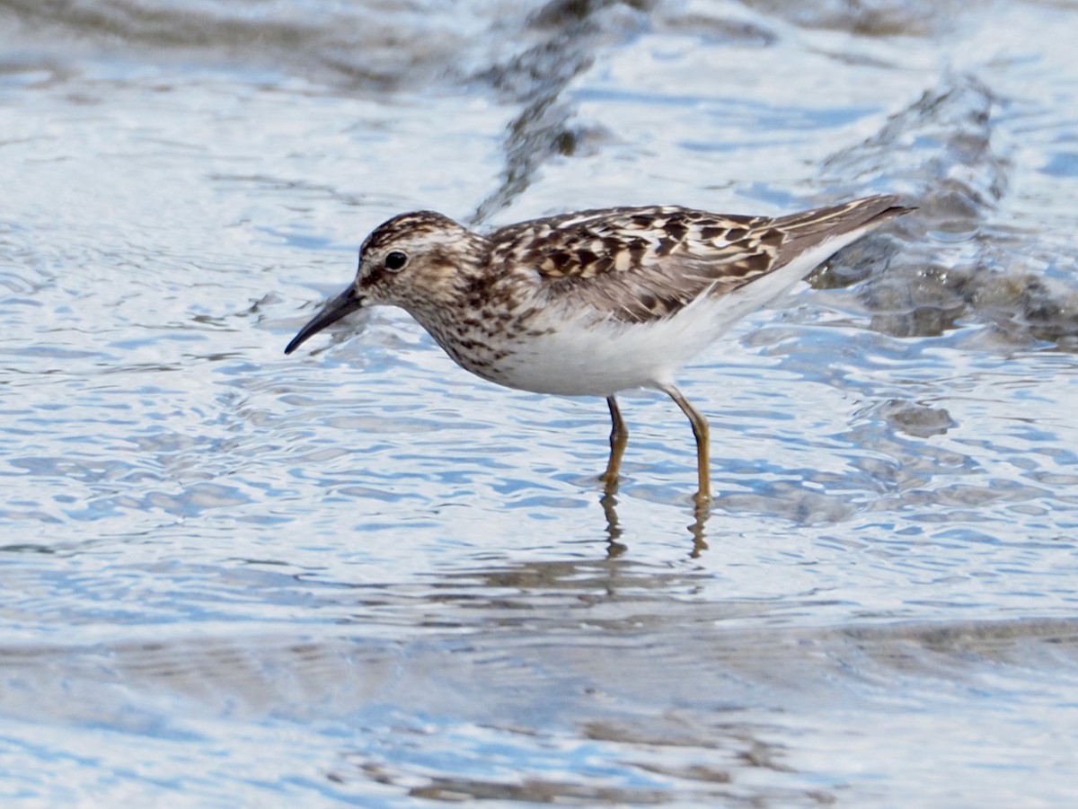 Least Sandpiper - ML638756312