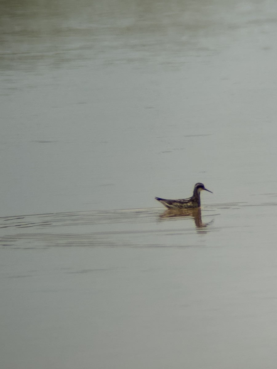 Red-necked Phalarope - ML638756339