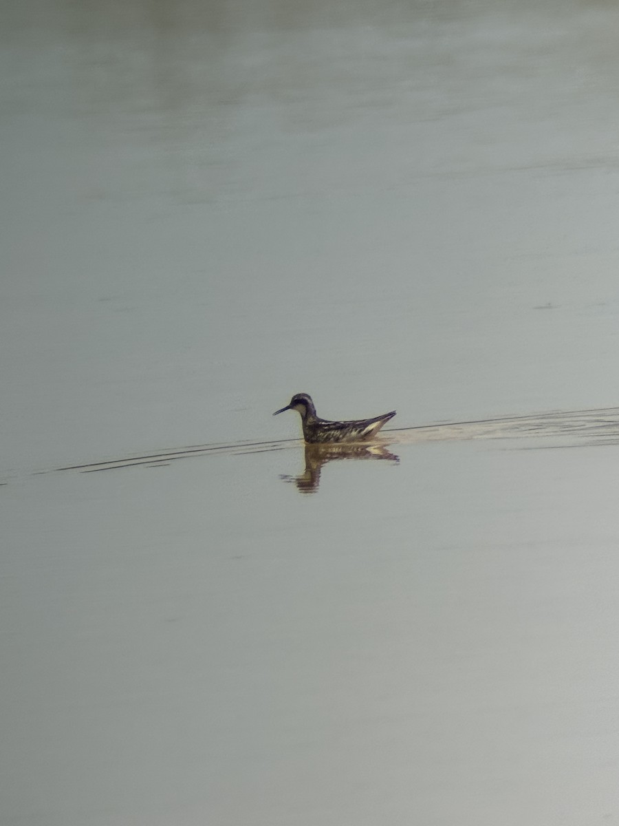 Red-necked Phalarope - ML638756340