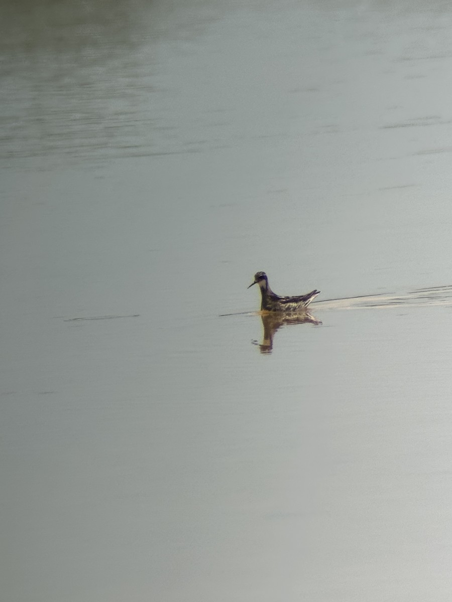 Red-necked Phalarope - ML638756341