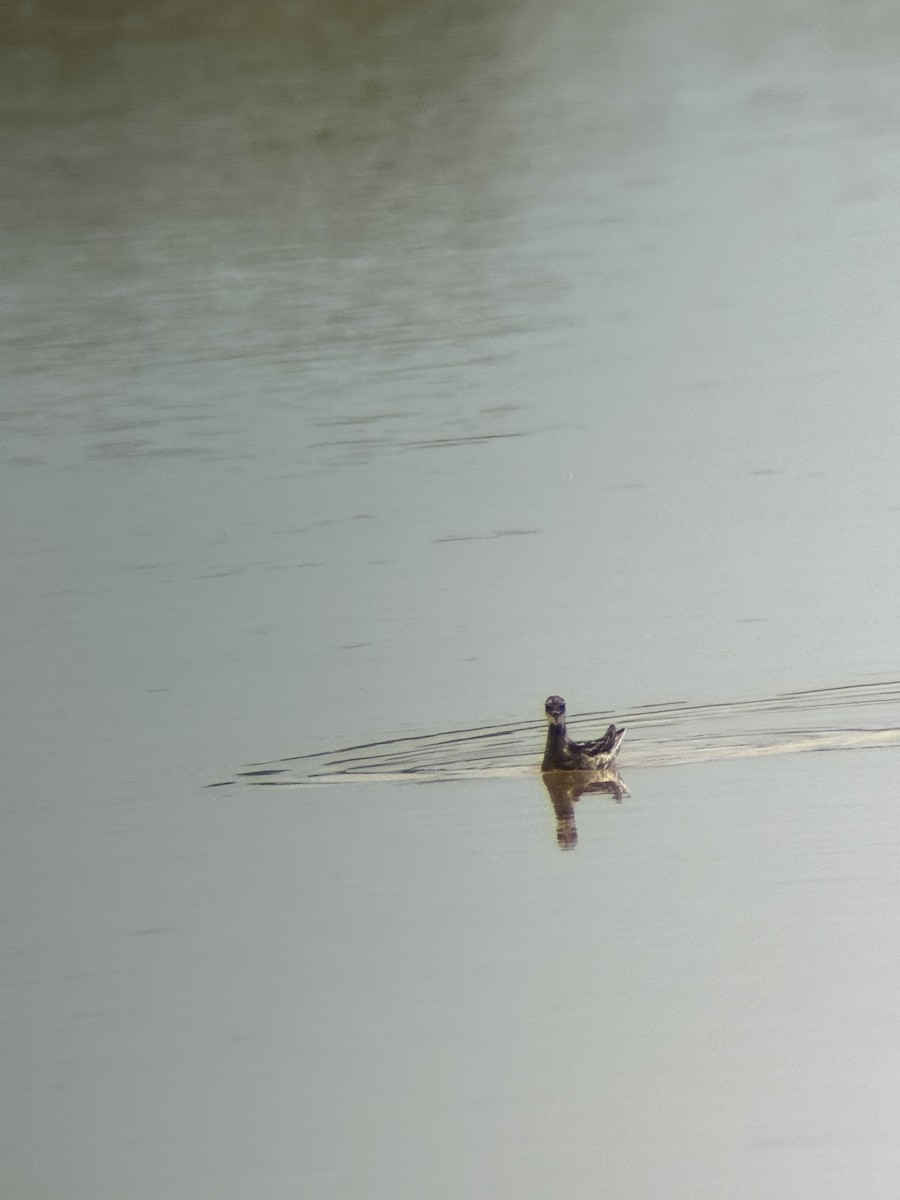 Red-necked Phalarope - ML638756342