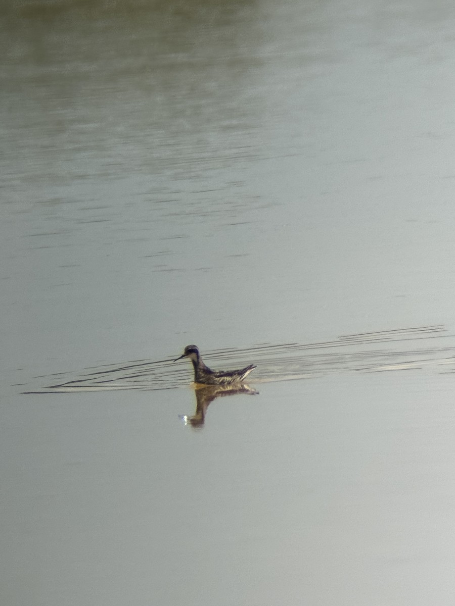 Red-necked Phalarope - ML638756343