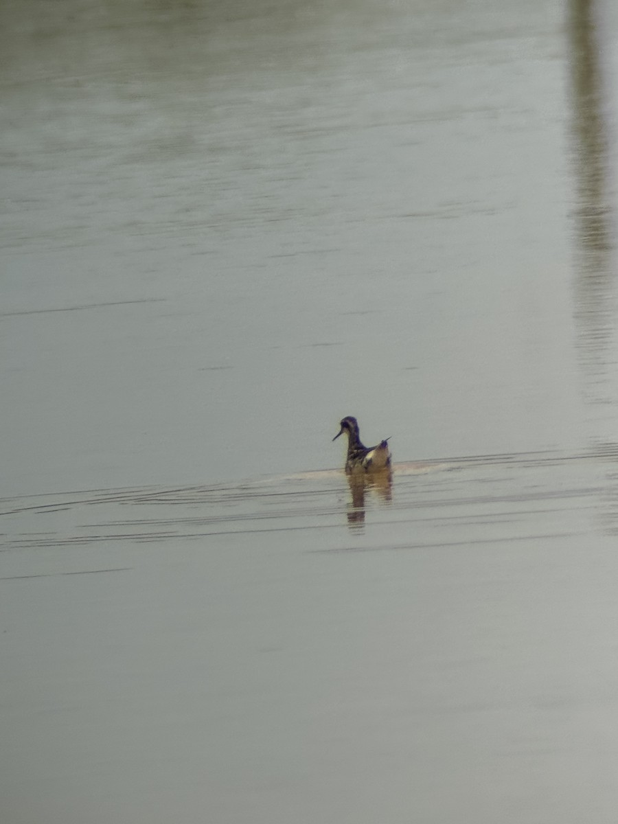 Red-necked Phalarope - ML638756344