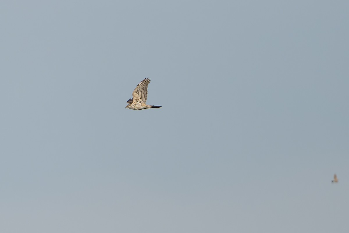 נץ גדול - ML638756370