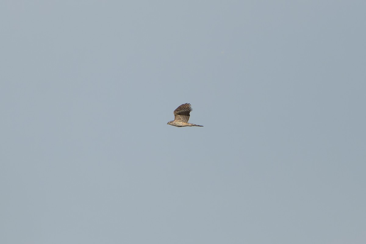 נץ גדול - ML638756374