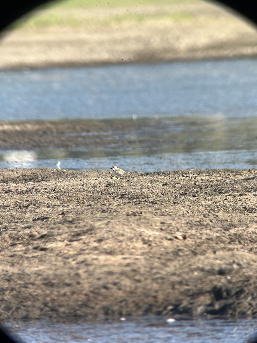 Snowy Plover - ML638756443
