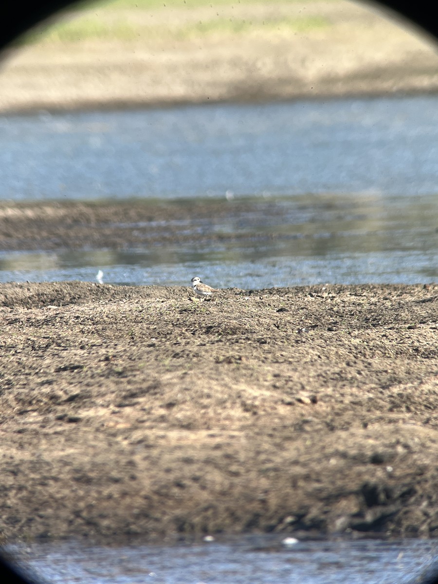 Snowy Plover - ML638756445