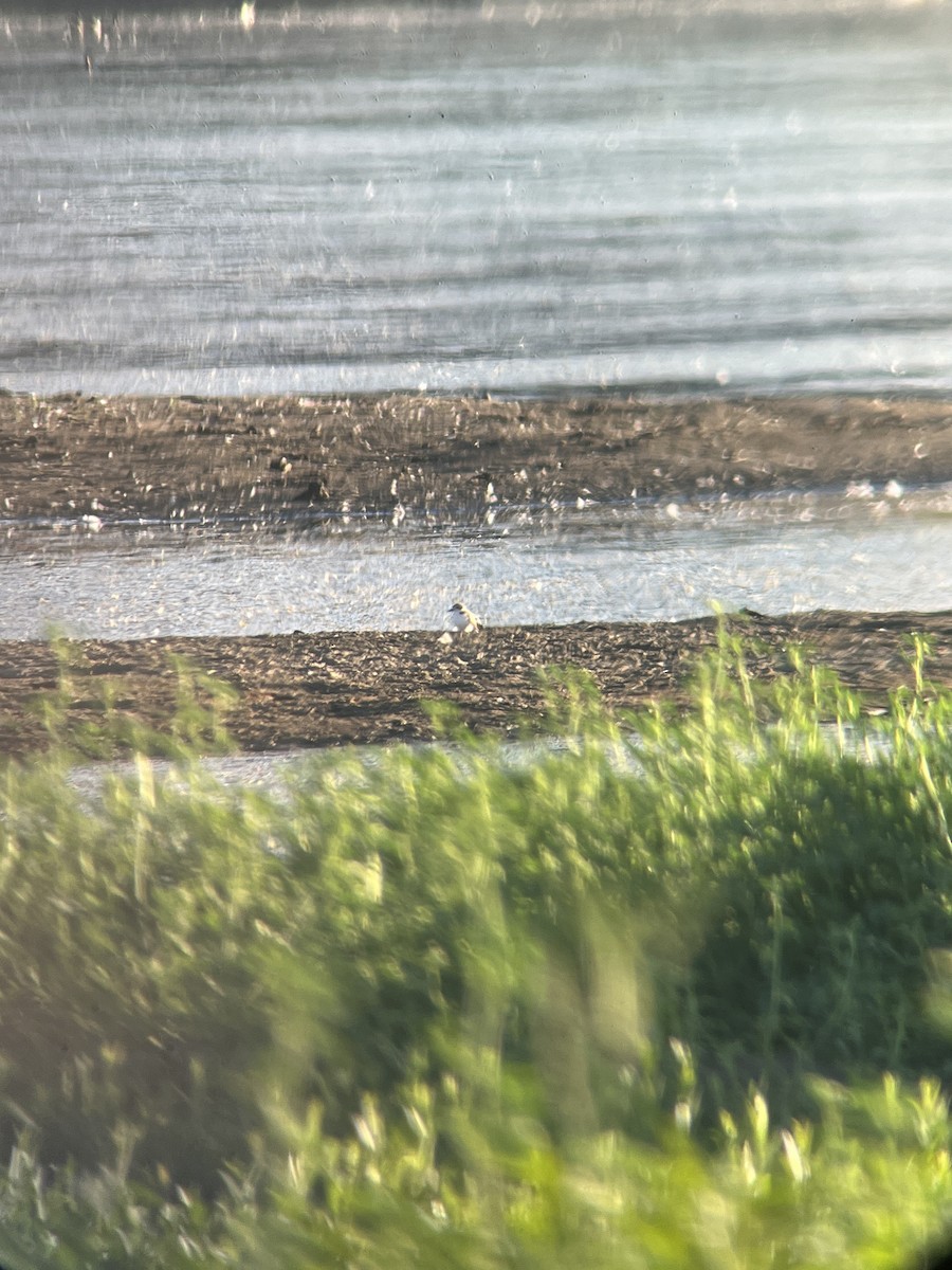 Snowy Plover - ML638756446