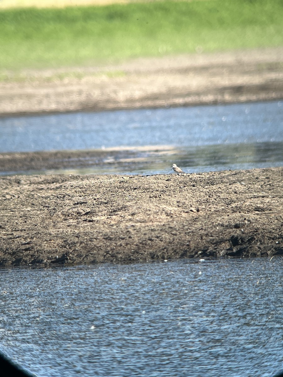 Snowy Plover - ML638756447
