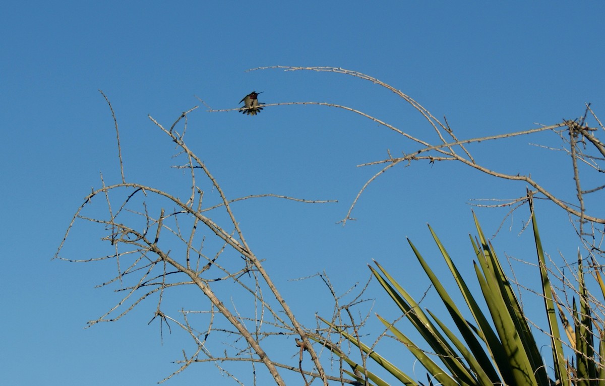 Colibri de Costa - ML638756476