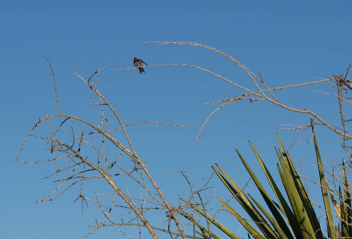 Colibri de Costa - ML638756477