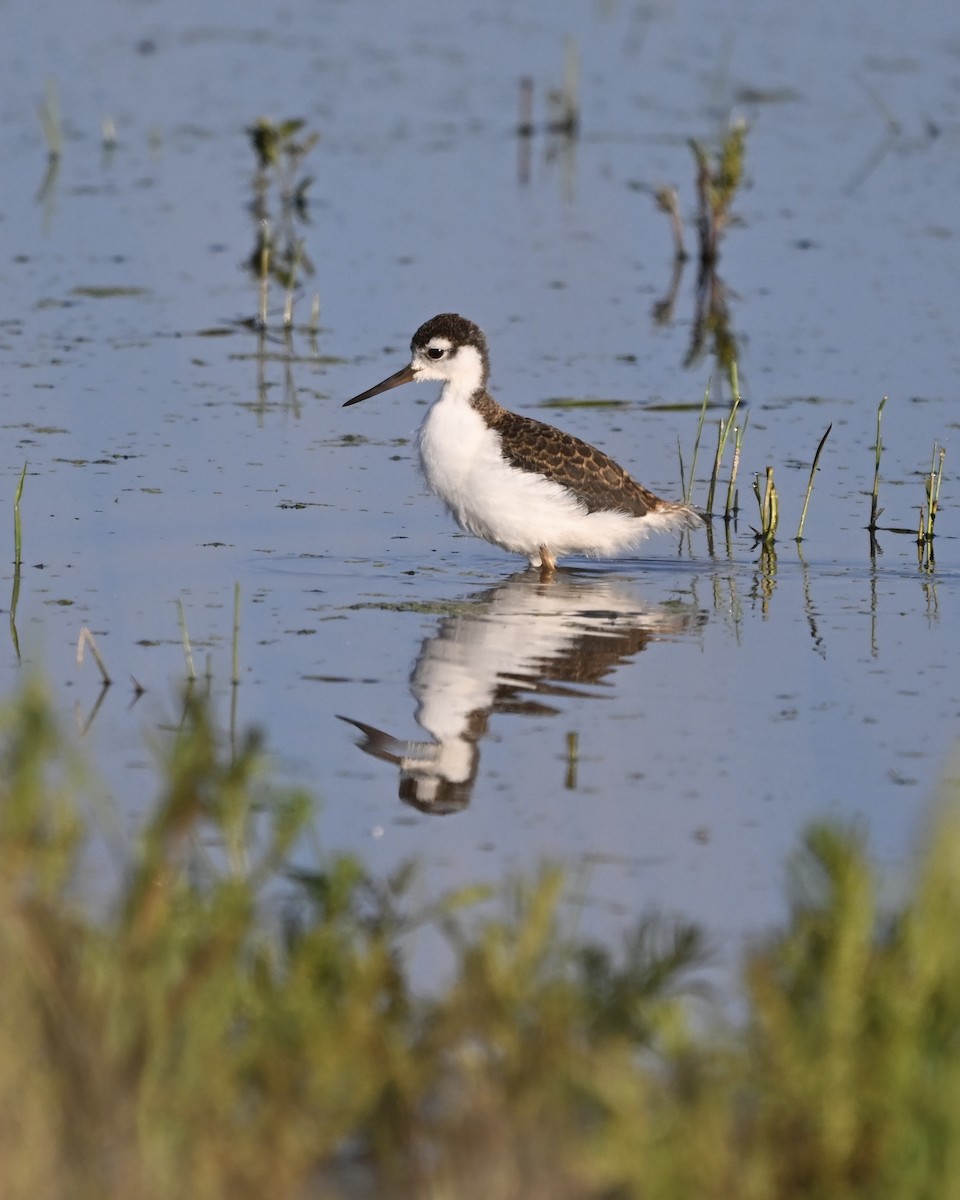 Black-necked Stilt - ML638756488