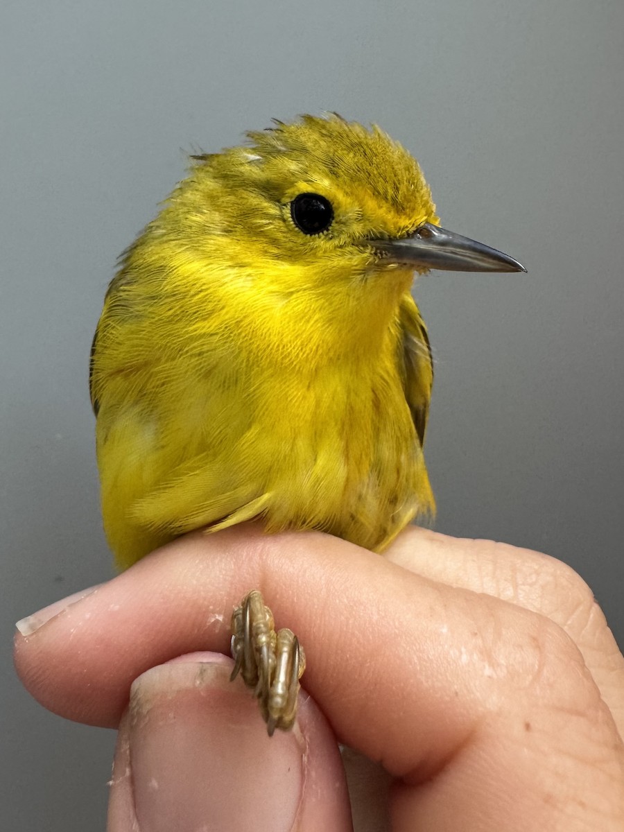 Yellow Warbler (Northern) - ML638756500