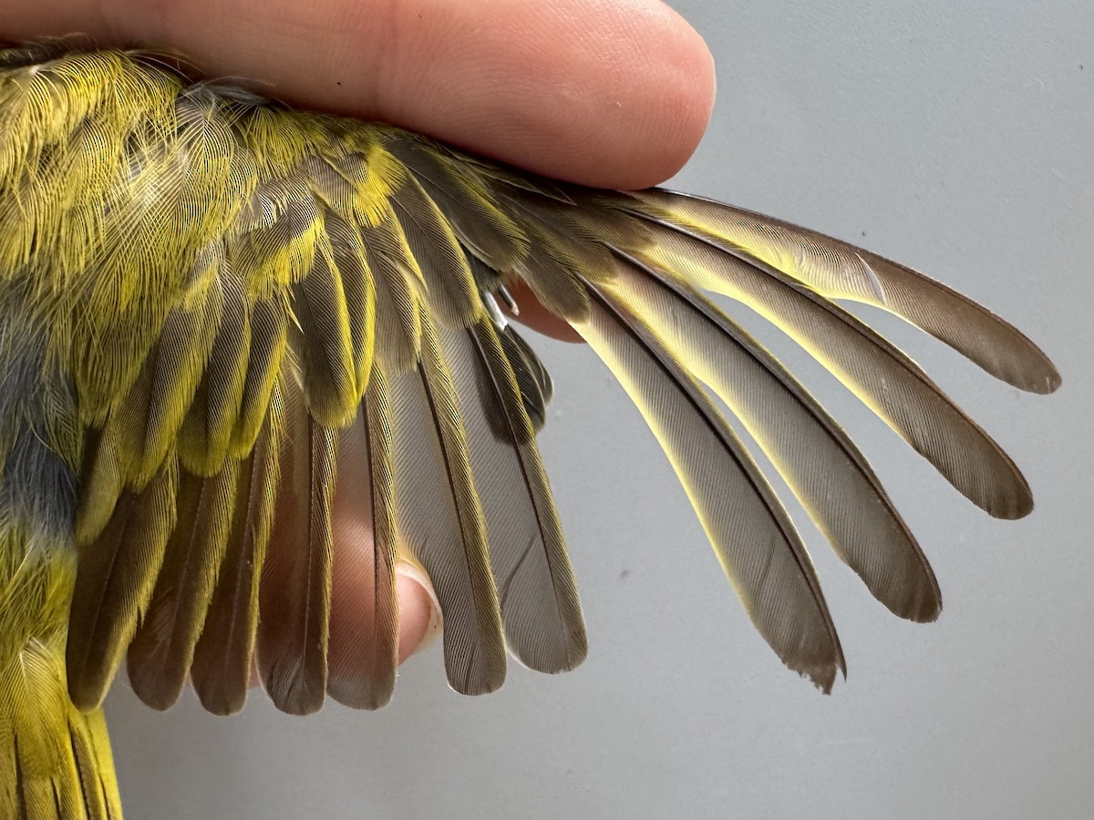 Yellow Warbler (Northern) - ML638756501