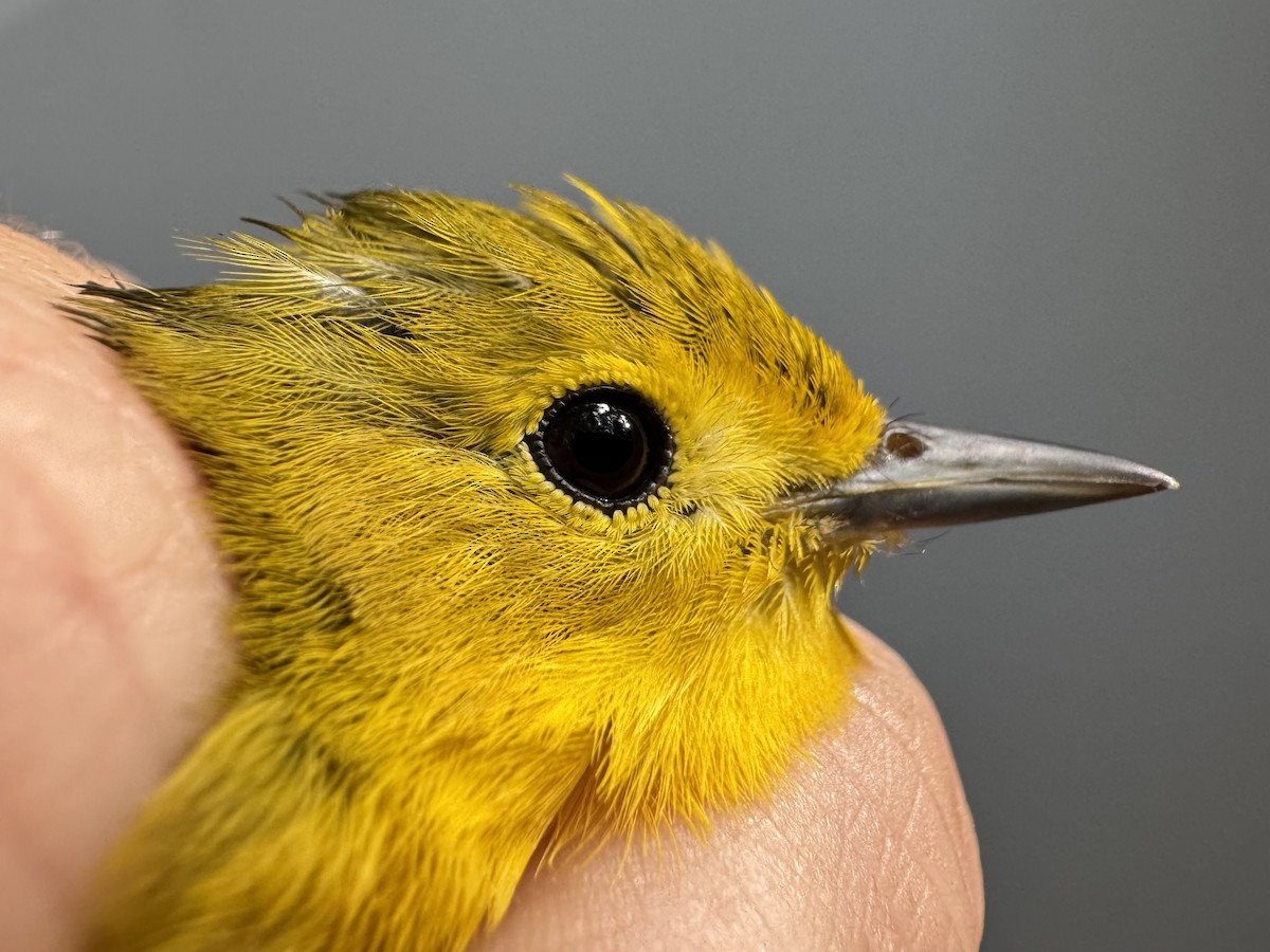 Yellow Warbler (Northern) - ML638756502